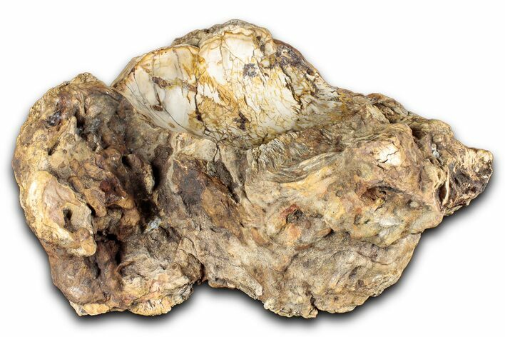 Polished Petrified Wood Soap Dish - Madagascar #346929